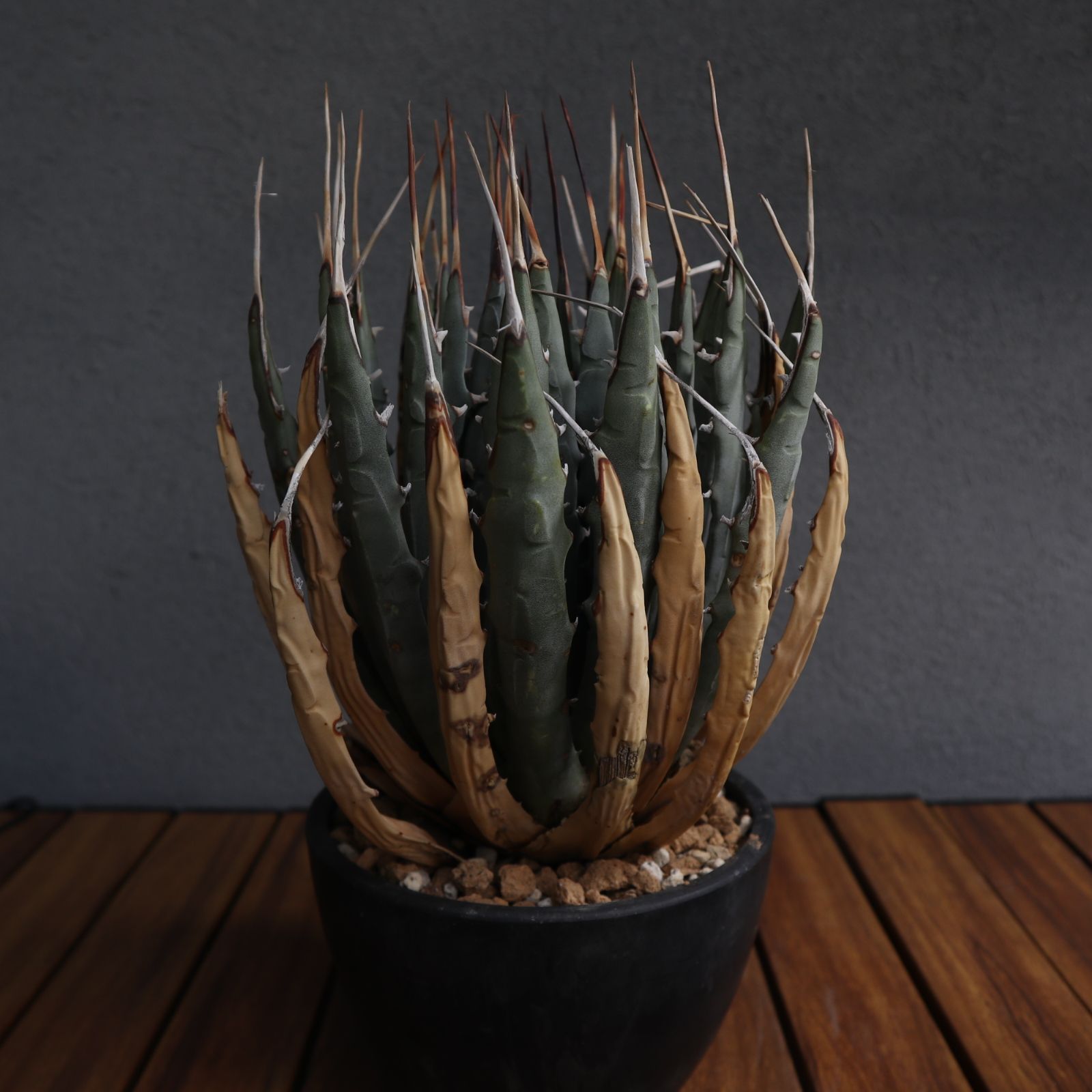 アガベ　デシピエンス　大株　希少 アガベ デシピエンス 大株 希少