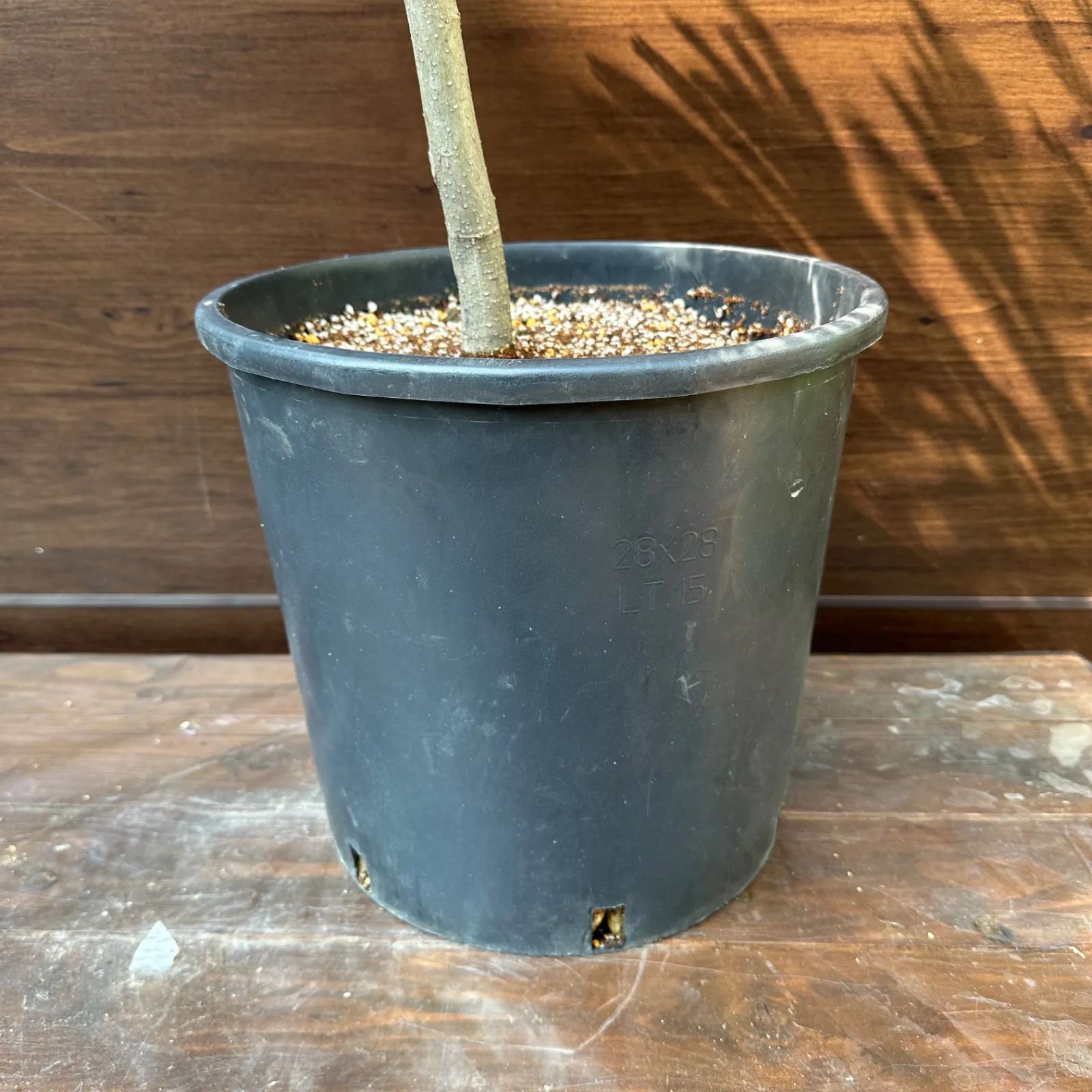 シンボルツリー