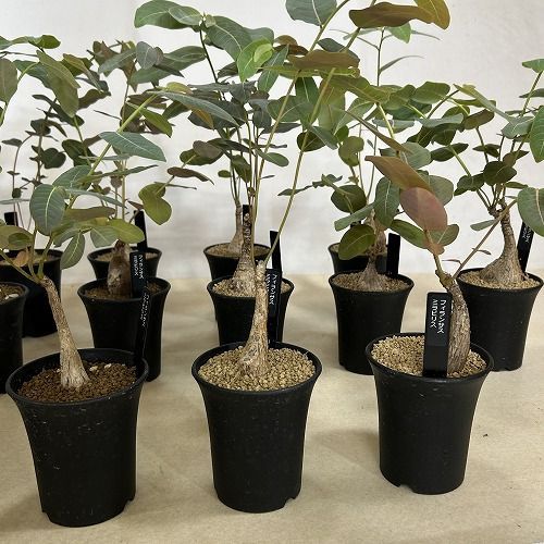 観葉植物 塊根植物 フィランサス ミラビリス 3号ロング鉢(個体おまかせ