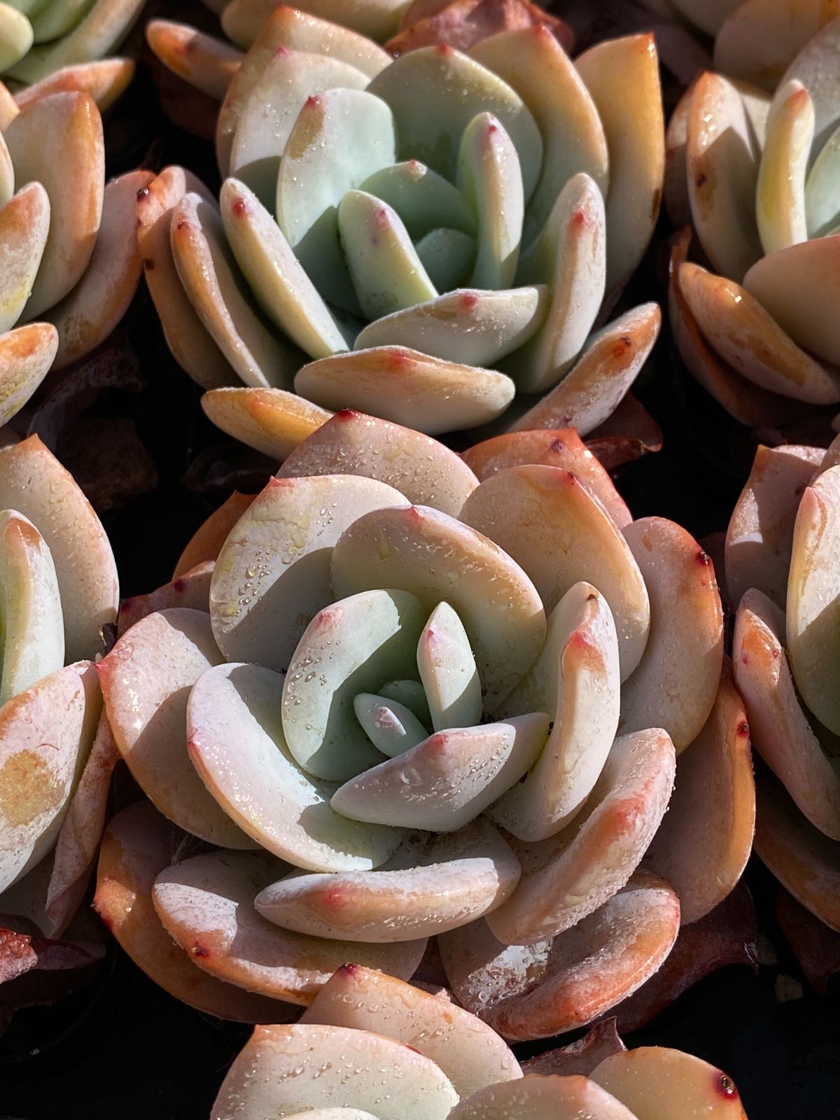 抜き苗 ローズクラッスラ ZM1576×40株 ふっくら 多肉植物 エケベリア