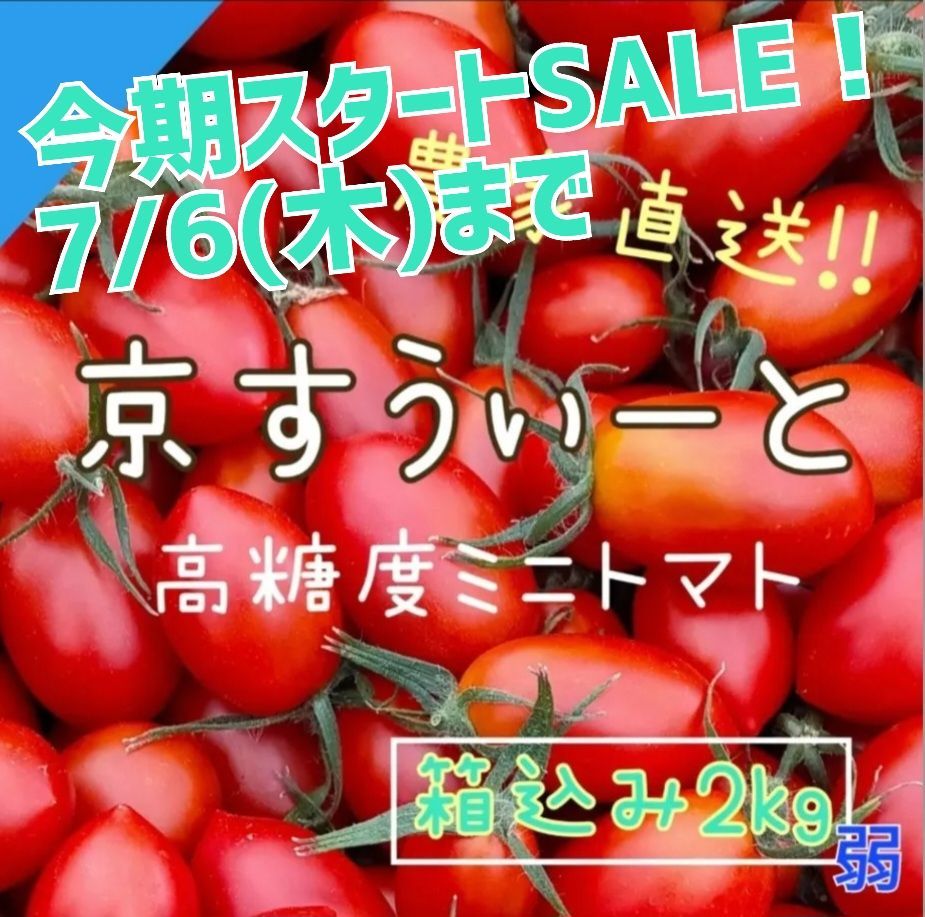 京すうぃーと2kg弱】京都産 高糖度 フルーツミニトマト 箱込み2㎏弱