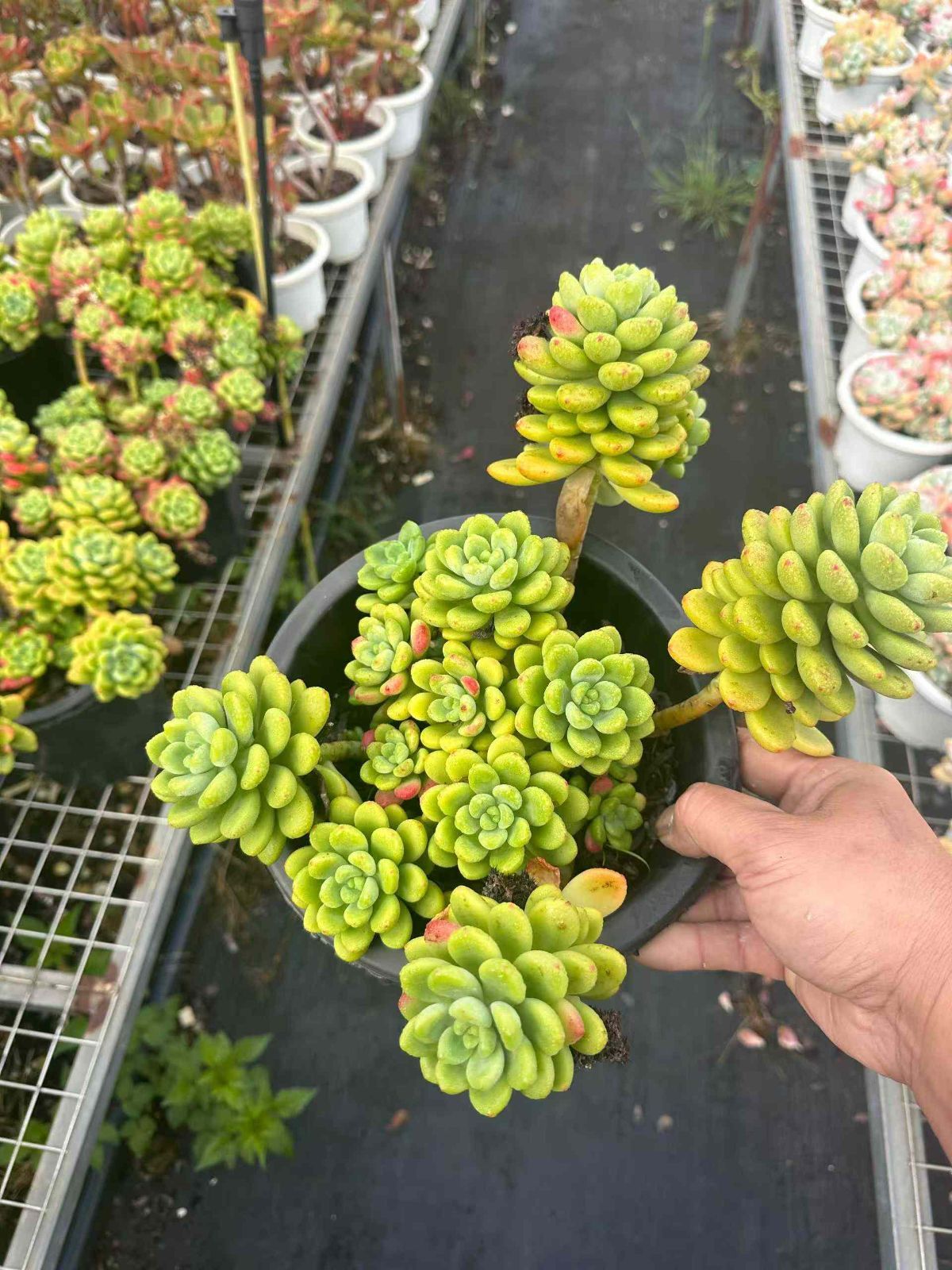 ZAN29×6 シャングリラ 抜き苗 多肉植物 アエオニウム エケベリア 韓国苗