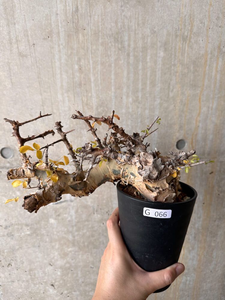 現品限り】コミフォラ・カタフ ターカネンシス 発根済み 2年以上管理【G66】 Commiphora kataf turkanensis【植物】塊根植物  夏型 コーデックス - メルカリ