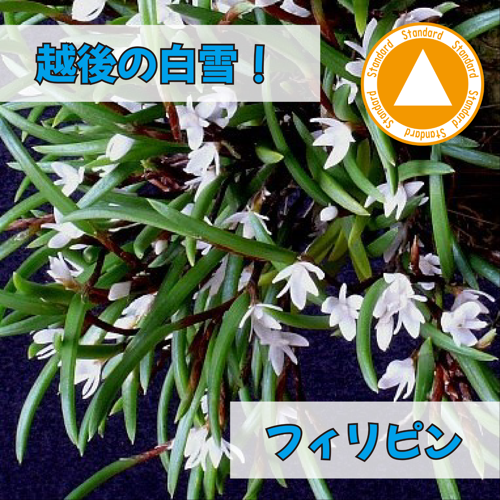 洋蘭 Ceratostylis philippinensis 越後の白雪！