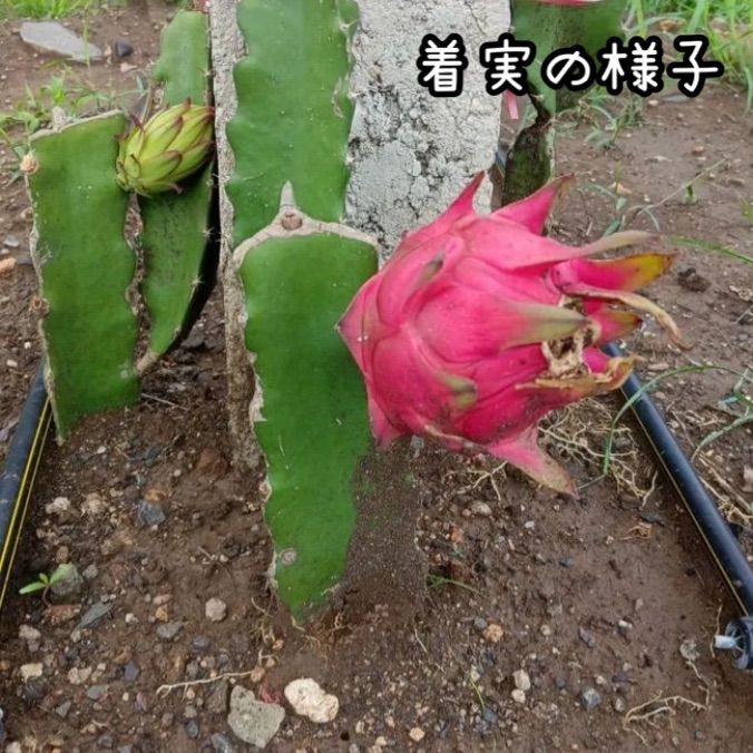 ぷんぷん丸さん専用ドラゴンフルーツ苗 000000015335-01-l.jpg?t=