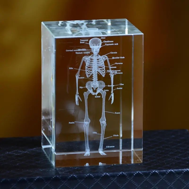 3D科学教育用のソリッドクリスタルレーザー彫刻骨モデル装飾