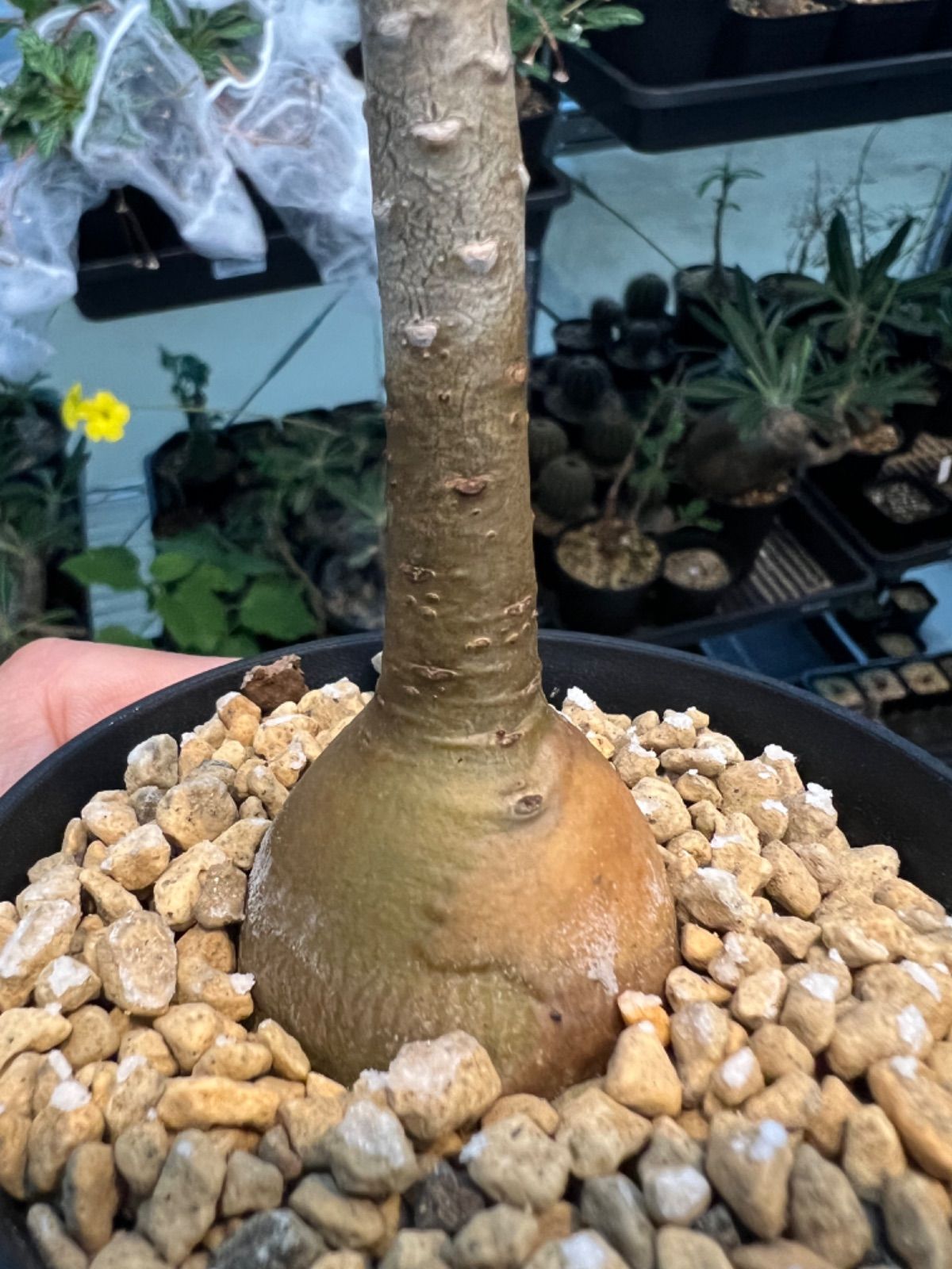 アデニウム ソコトラナム Adenium socotranum 国内実生株 アデニウム