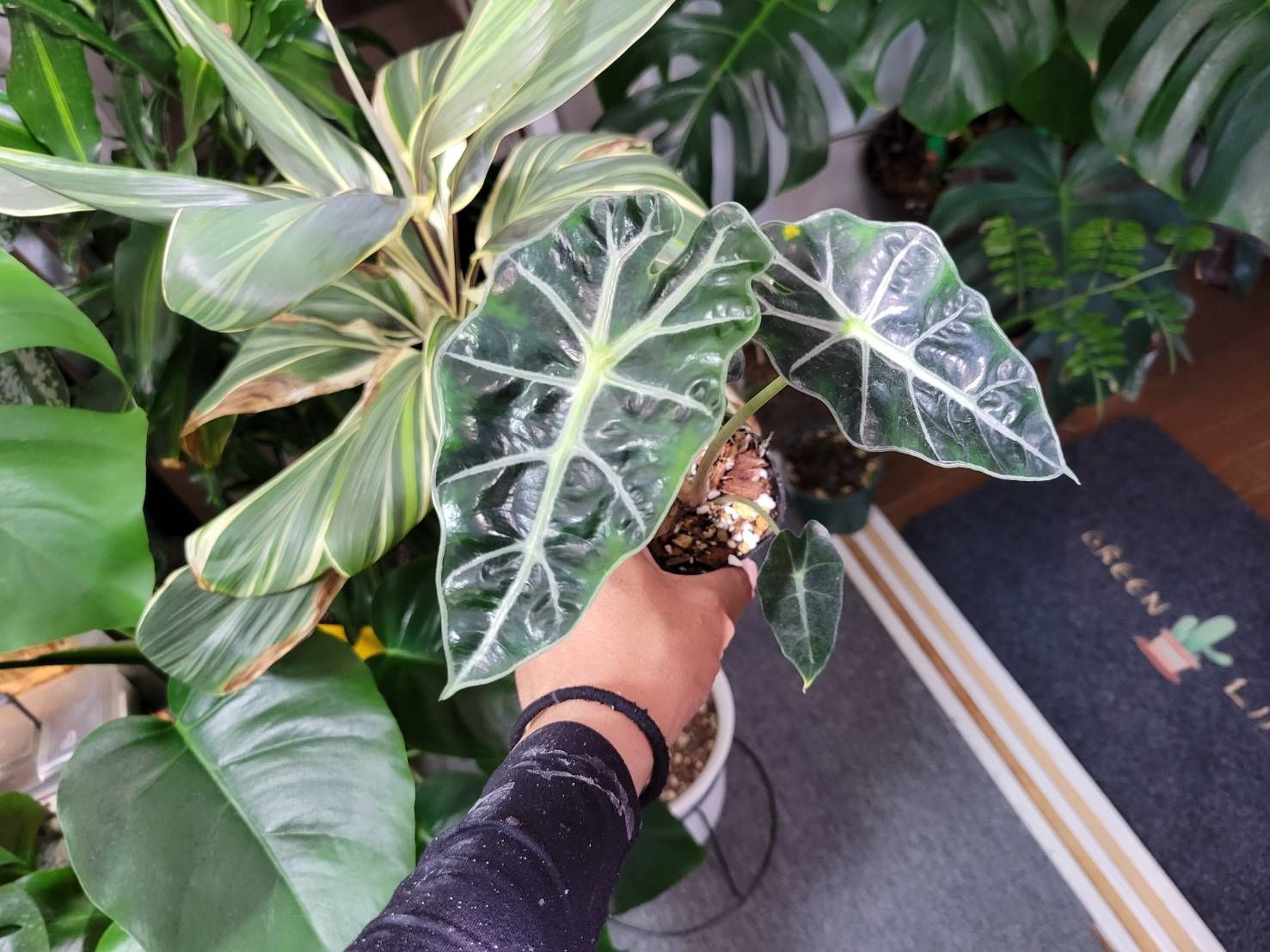 No.91 アロカシア5種6株セット 観葉植物 【公式通販】