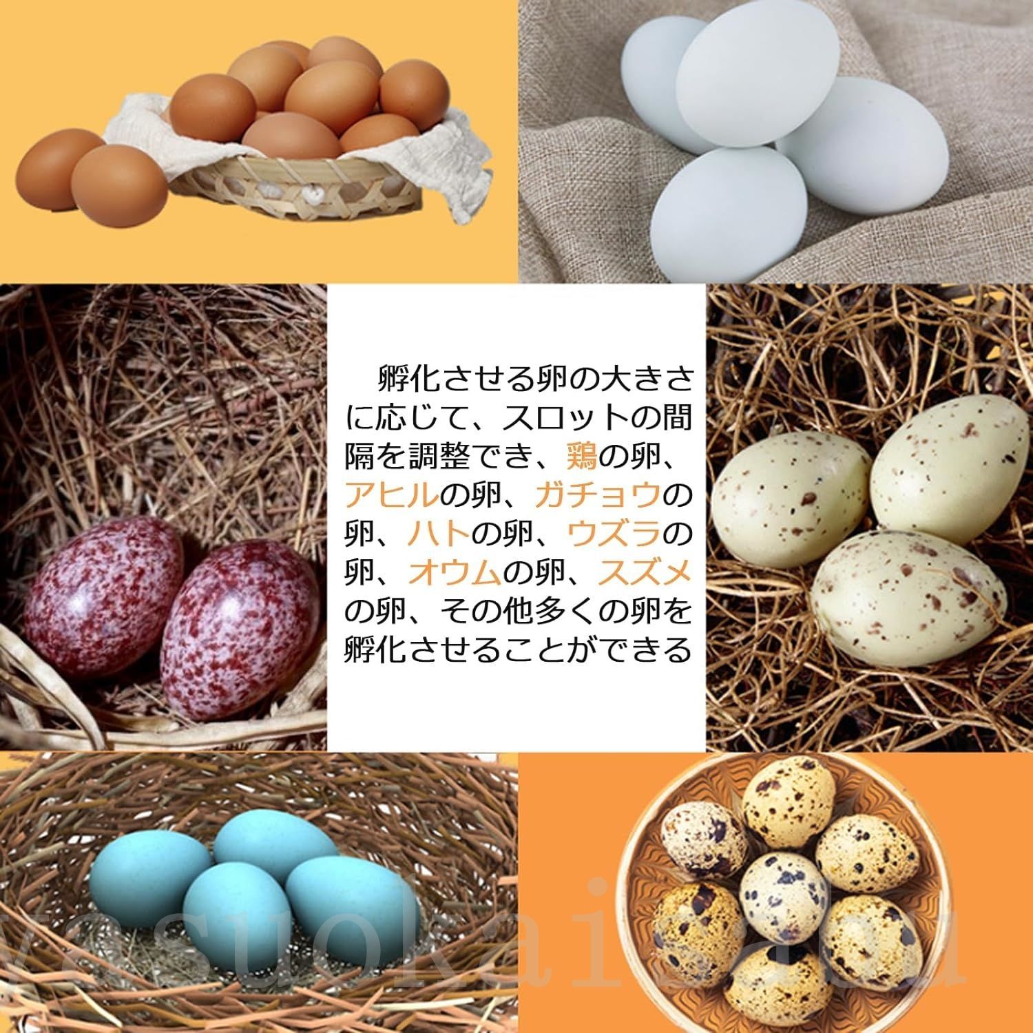 ウズラ ガチョウ