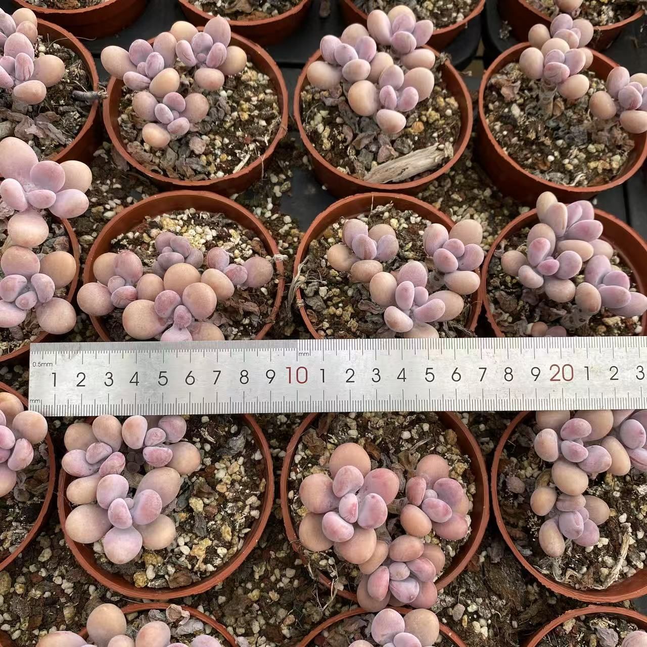 多肉植物 アエオニウム