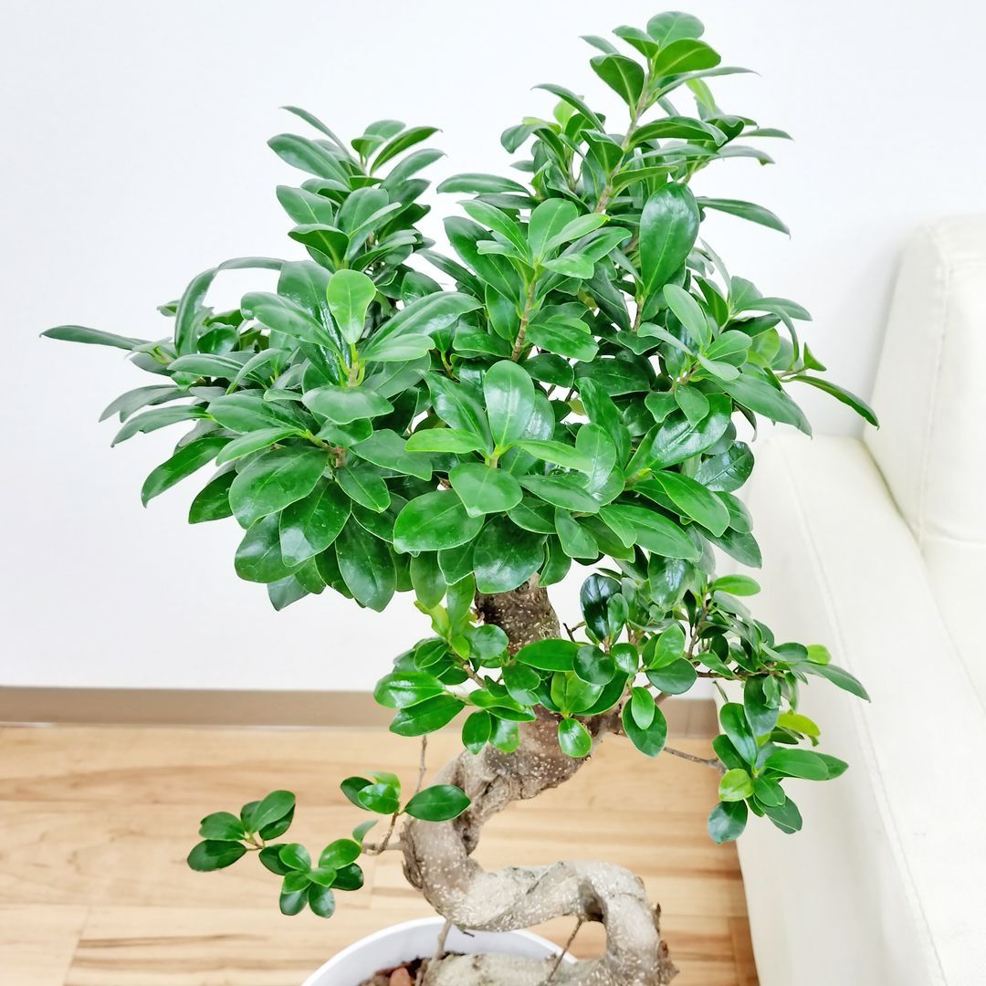 現品販売②】ガジュマル 曲がり仕立て 観葉植物 ホワイト陶器鉢