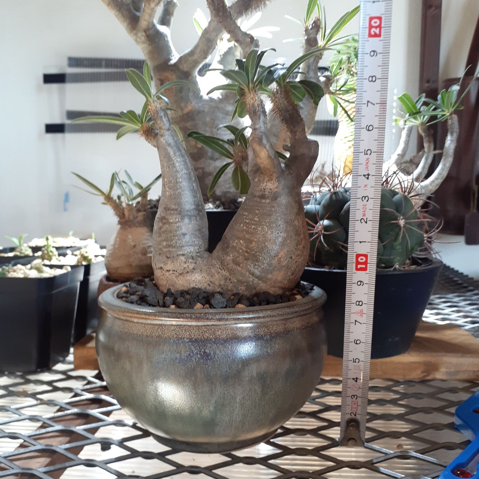 パキポディウムマカイエンセ 赤肌 多頭 3頭 発根済