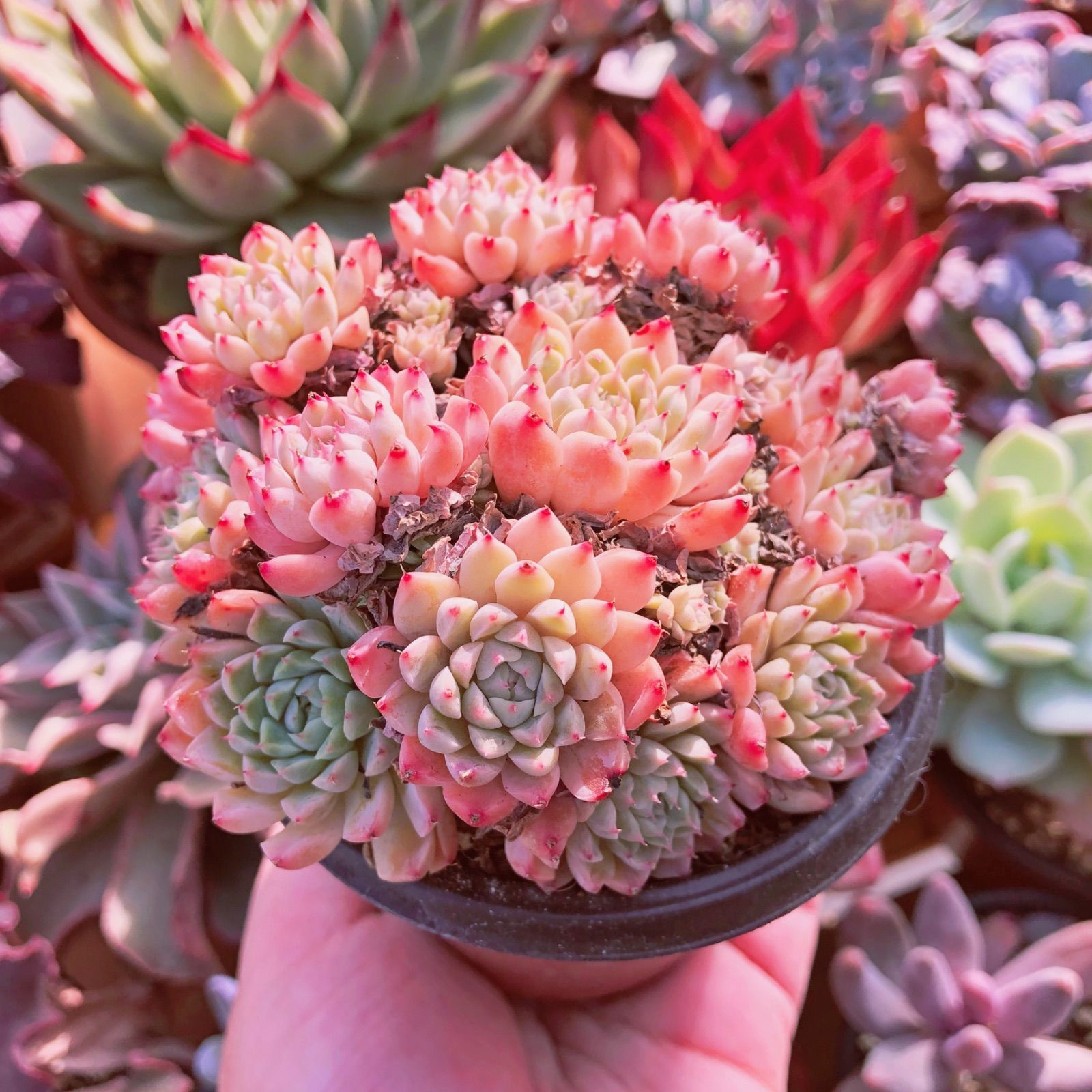 多肉植物 ♡専用です♡ - 植物/観葉植物 多肉植物 ♡専用です♡ - 植物/観葉植物