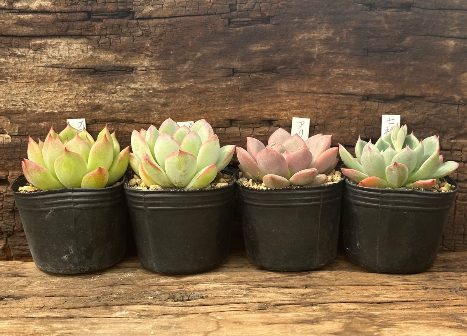メルカリ便発送☆多肉植物アロエ PH-BLACKの種子10粒 多肉植物14 ブラックベア エケベリア 韓国苗 - メルカリ