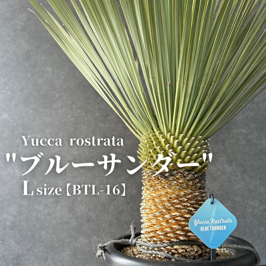 現品/発根済】ユッカ ロストラータ『ブルーサンダー』 