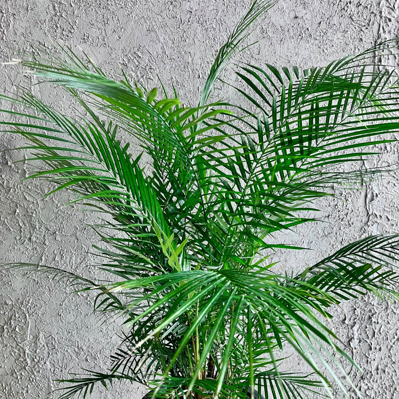 希少品種 ブラジルヒメヤシ 購入 7号 テラコッタ鉢植え アンティーク風