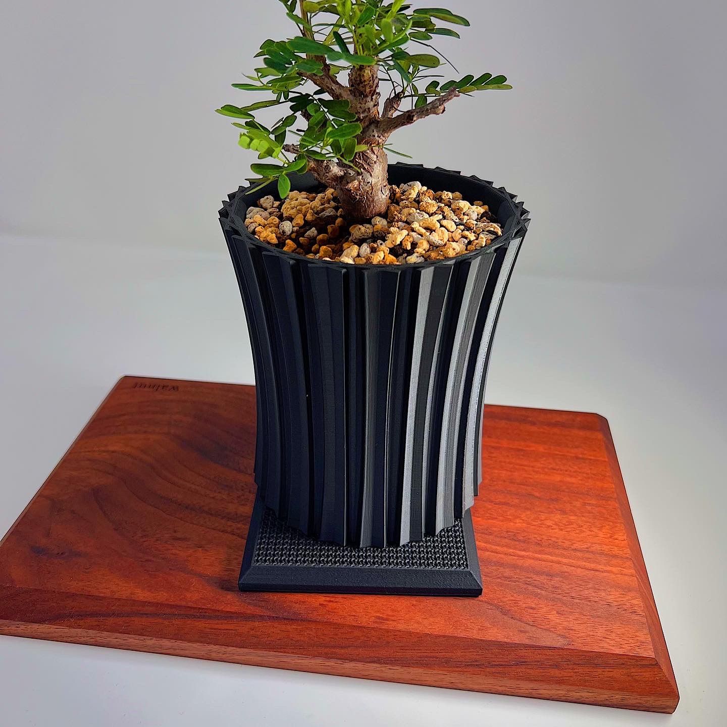 アガベ、パキポ、チレコドン用台座 daiza 三つセット - メルカリ