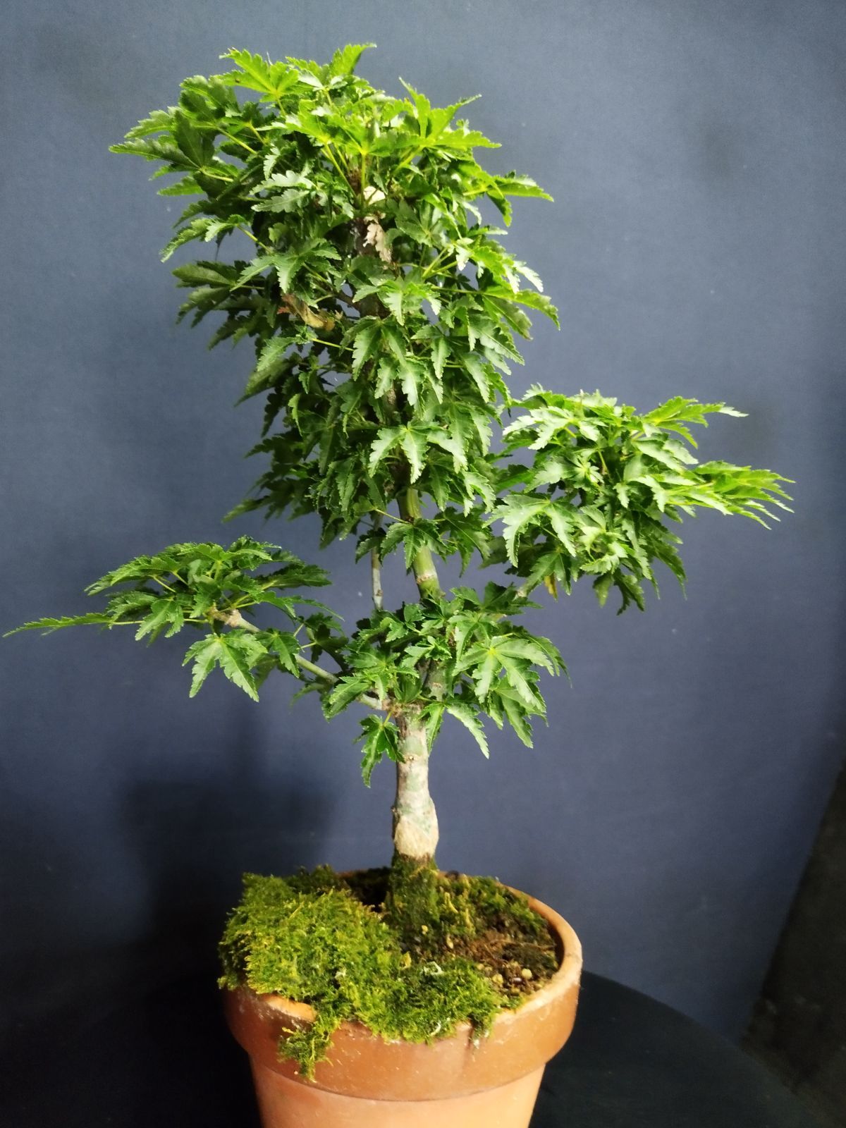 清玄もみじ貴風盆栽 【公式通販】