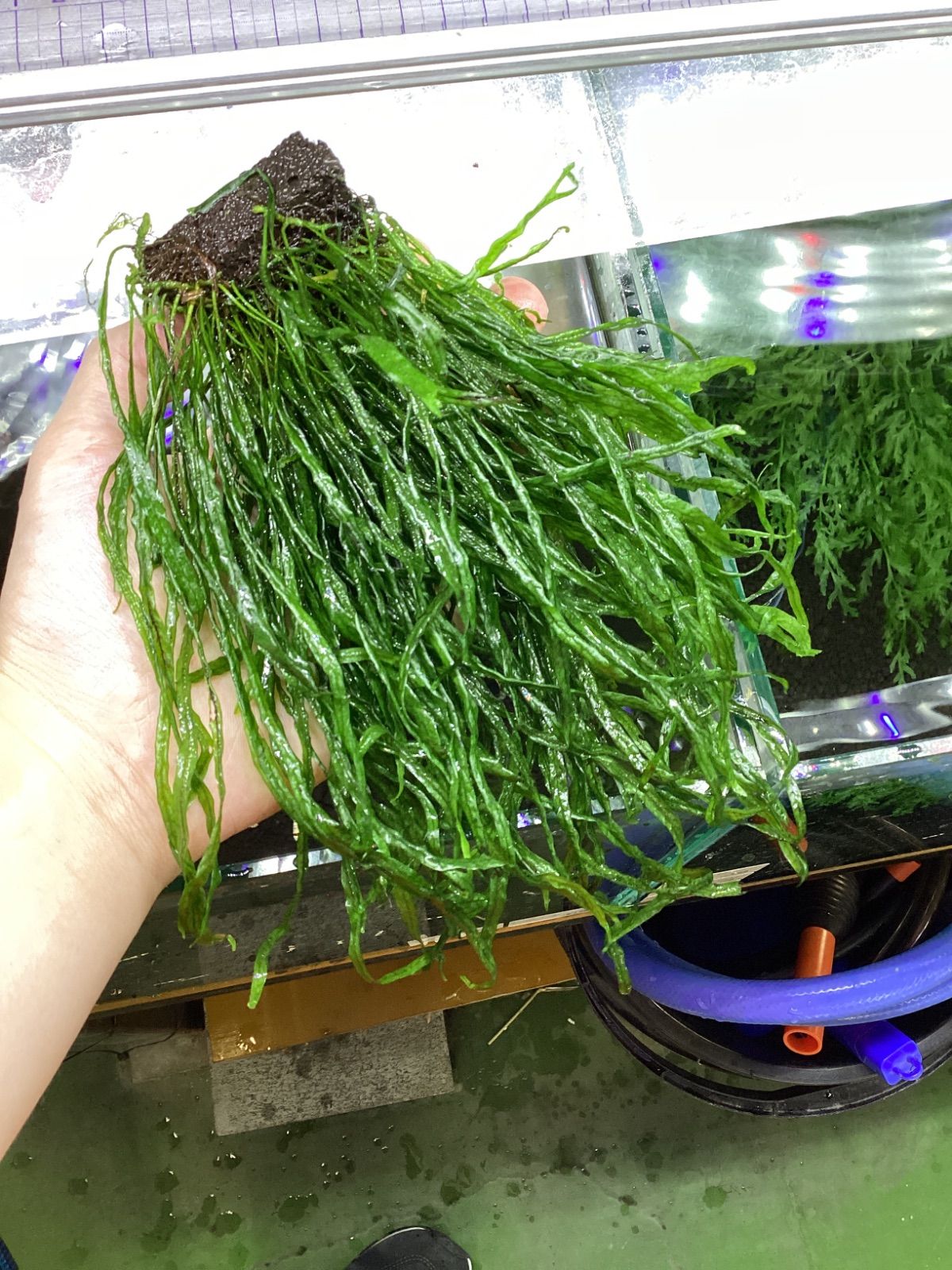 本ナローリーフ 大株