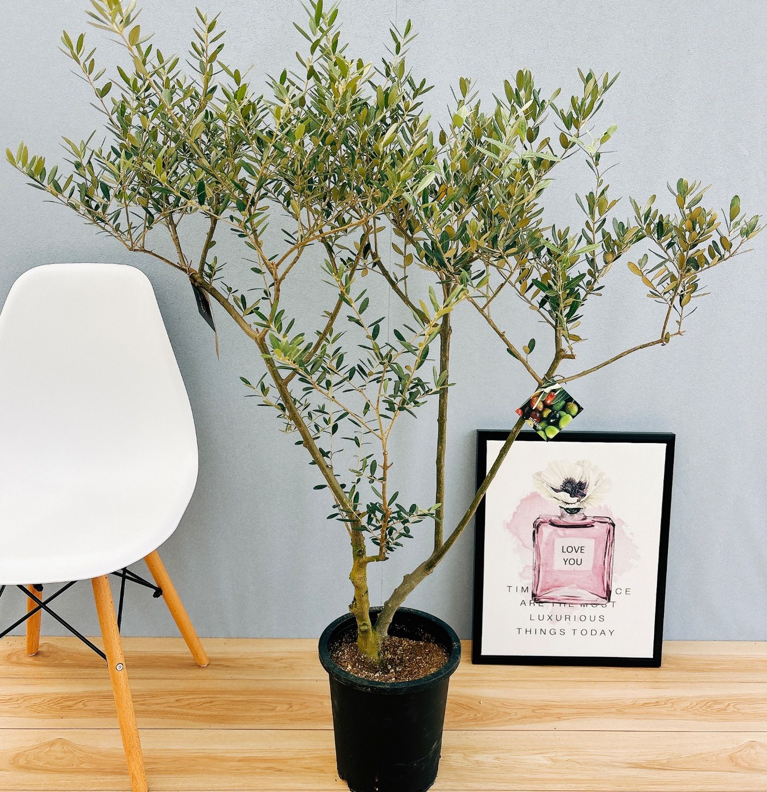 サンスベリア サムライドワーフ ファイバー鉢 お皿付き サンスベリア