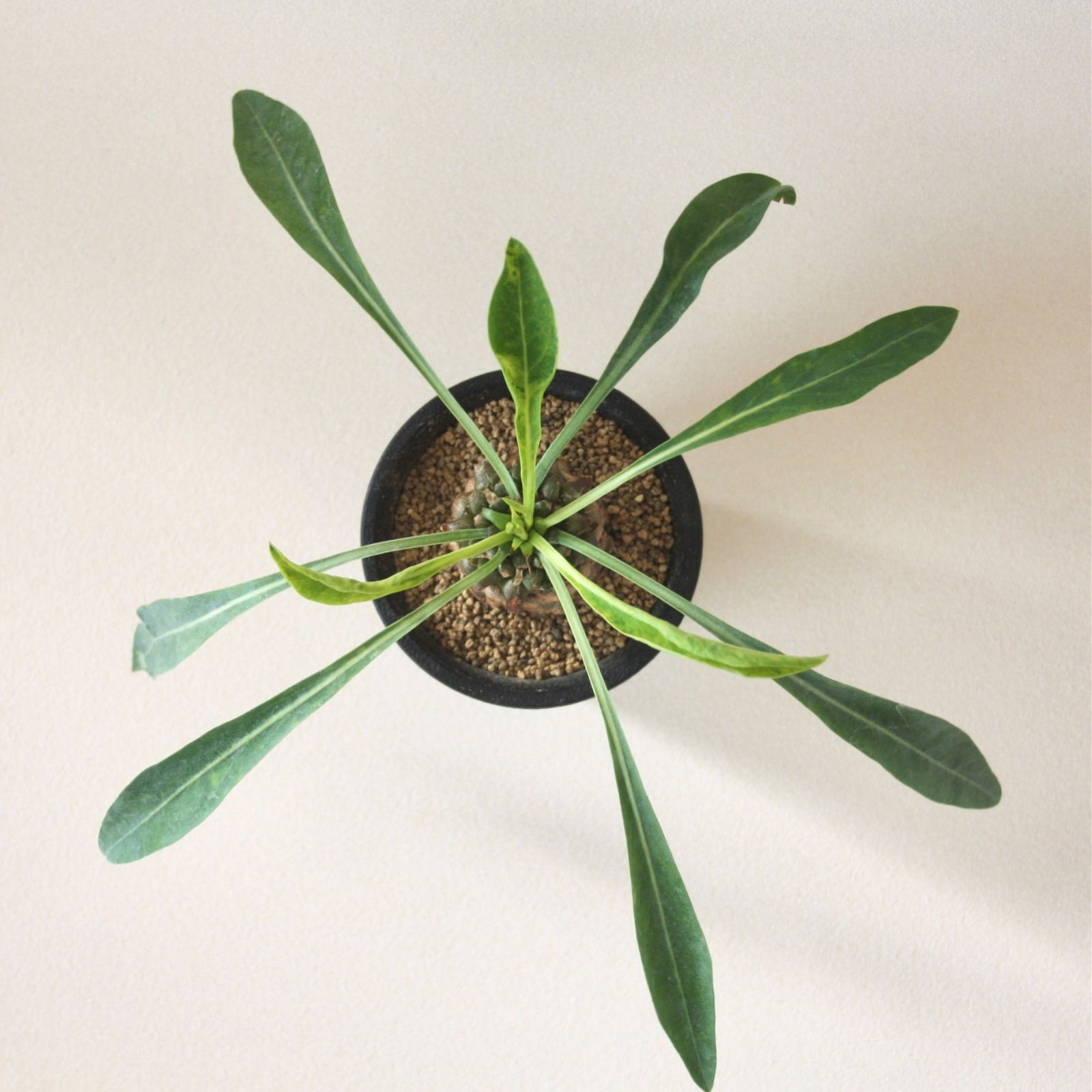 ユーフォルビア 鉄甲丸 ／ 多肉植物 - メルカリ