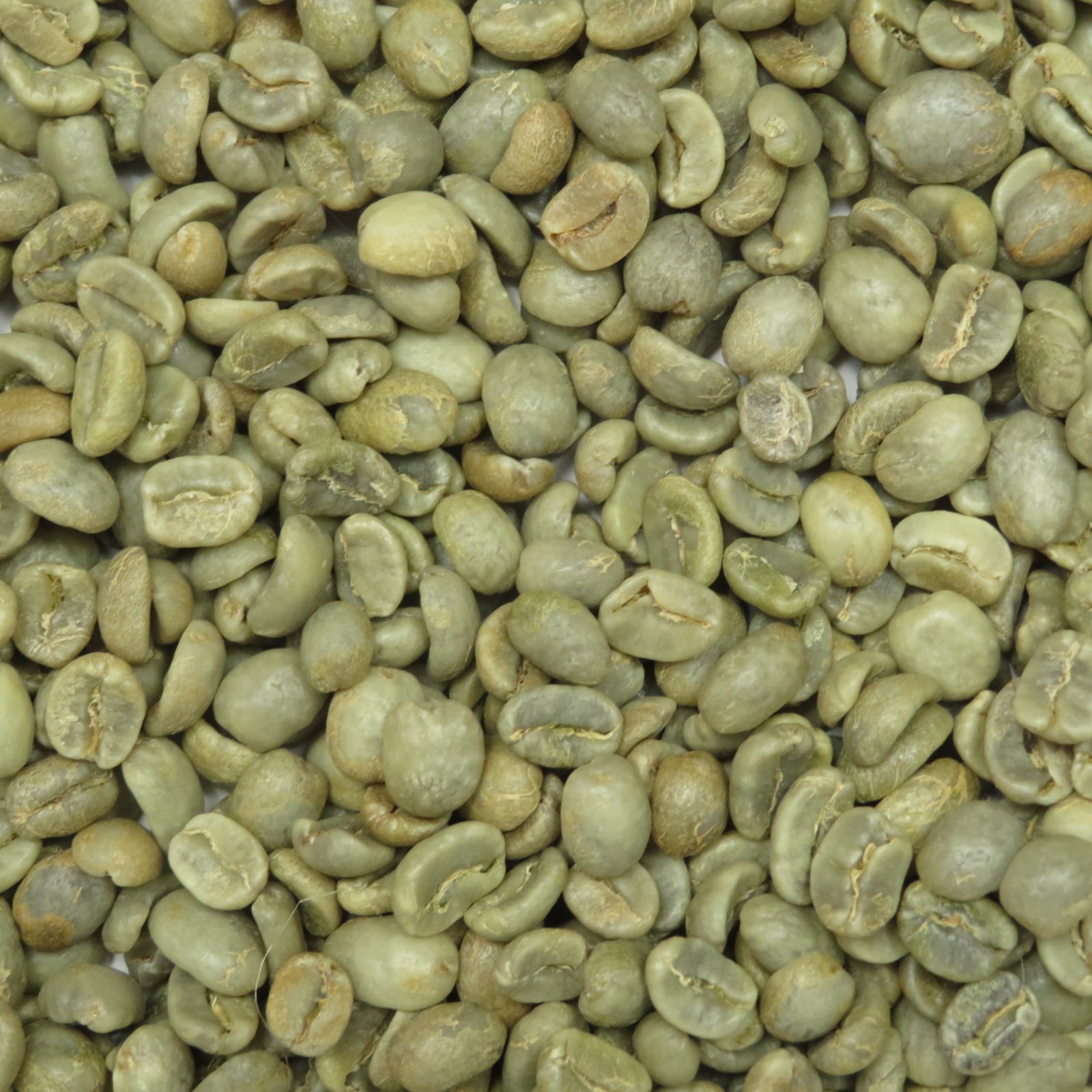 ウルフ珈琲 コーヒー生豆 【スペシャルティ】コスタリカ マレスピ 2kg