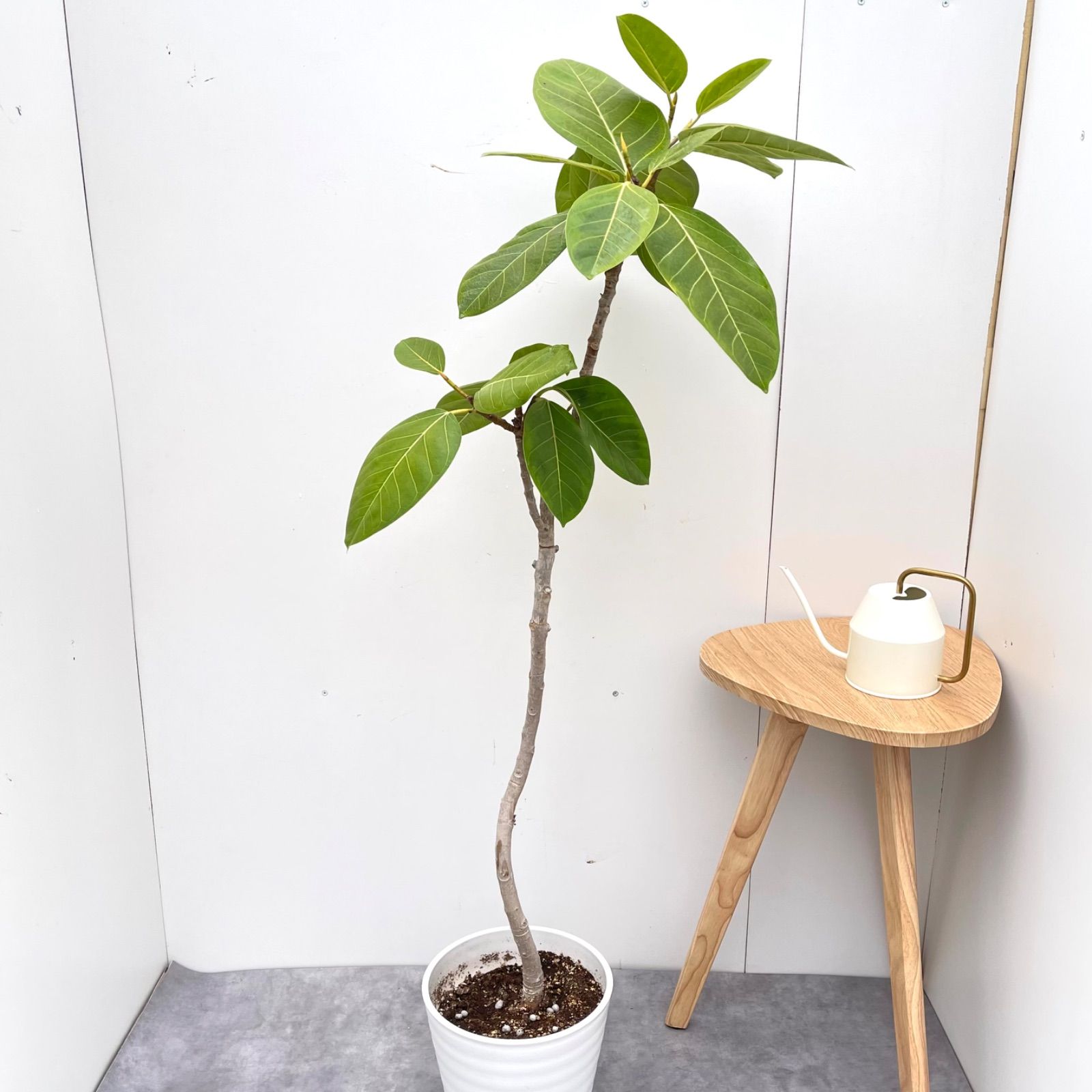 フィカス　アルテシマ　曲がり　1 フィカス アルテシマ 曲がり 1【現品】観葉植物 室内 大型