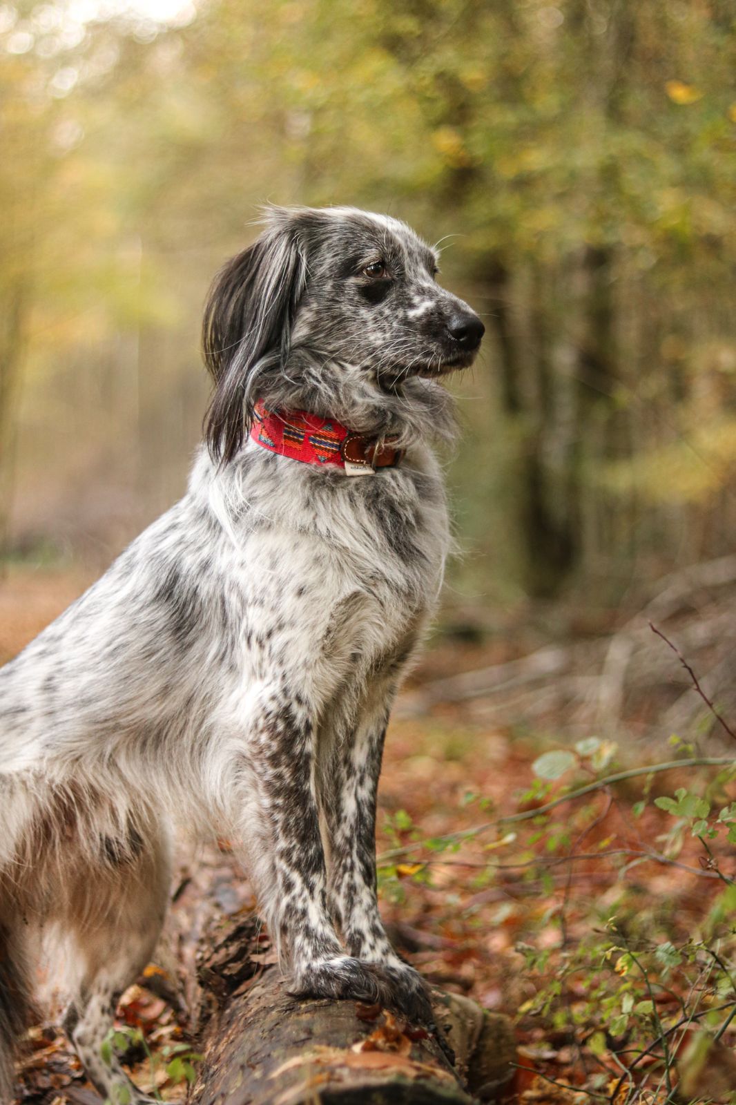 スペイン製 高級犬用首輪とリードセット etna Red（小型犬 中型犬