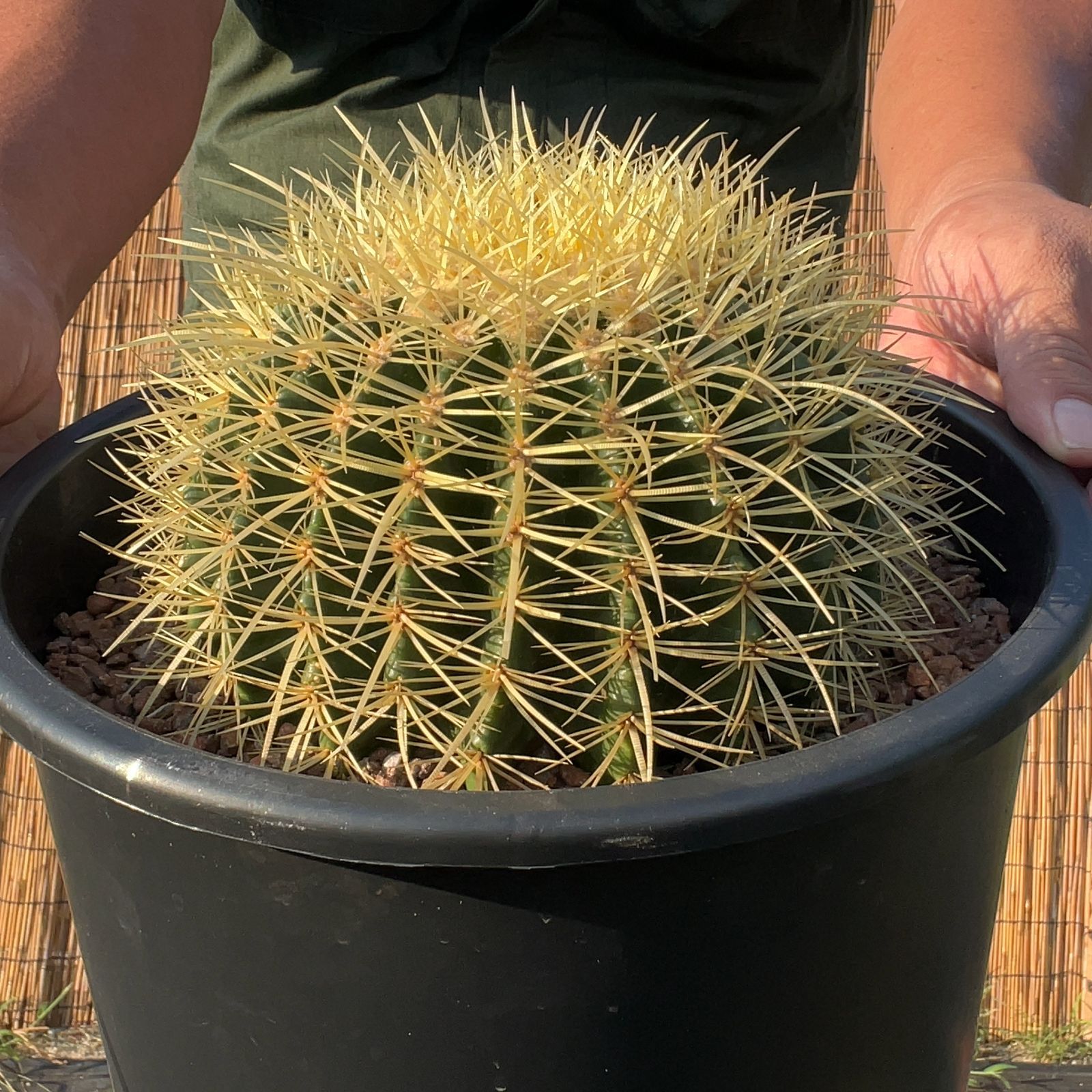 鉢ごと発送】サボテンの王様！金色サボテン / 金鯱（キンシャチ）Golden barrel cactus / 8号 黒鉢【現品】M24-8-7-10  | Acquista su Mercari dal Giappone! | Buyee