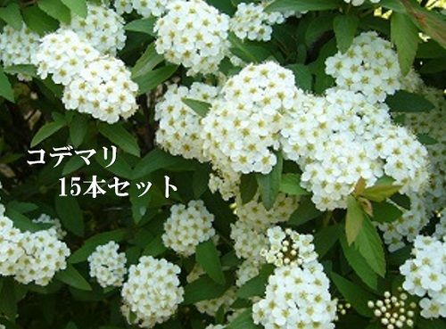 15本セット コデマリ樹高0.5m前後15cmポット