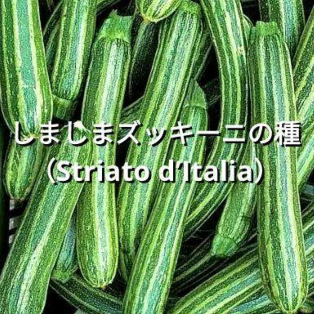 しましまズッキーニの種（Striato d’Italia） しましまズッキーニの種（Striato d'Italia） - メルカリ