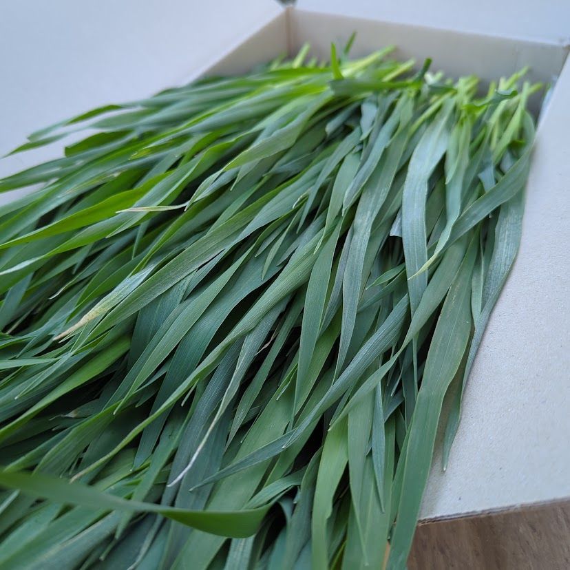 生牧草＊新鮮オーツヘイ 吊れる
