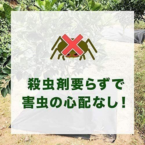 除草シート 防草シート 雑草シート 1m×100m 固定 紫外線劣化防止 905