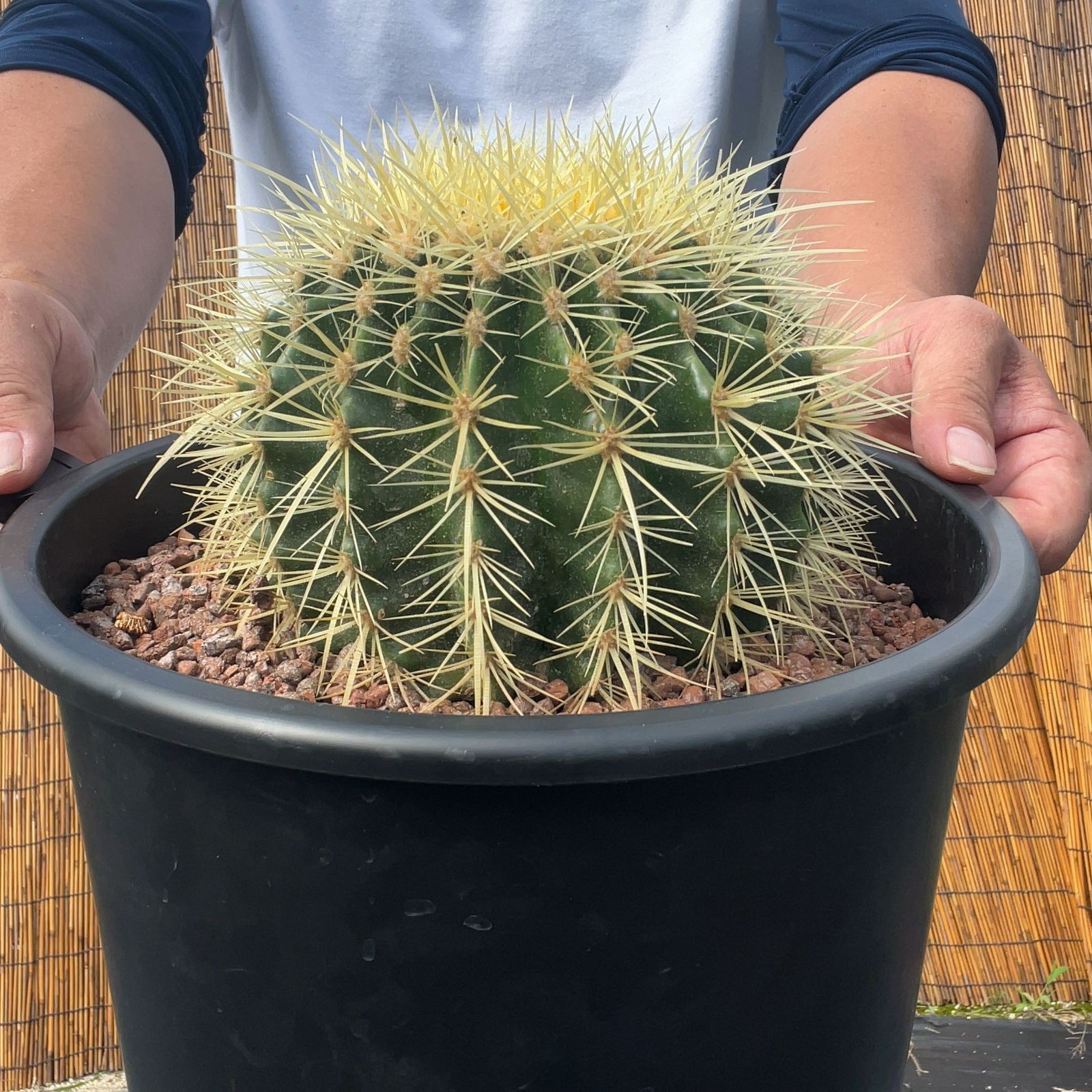 鉢ごと発送】サボテンの王様！金色サボテン / 金鯱（キンシャチ）Golden barrel cactus / 8号 黒鉢【現品】M24-7-17-13  - メルカリ