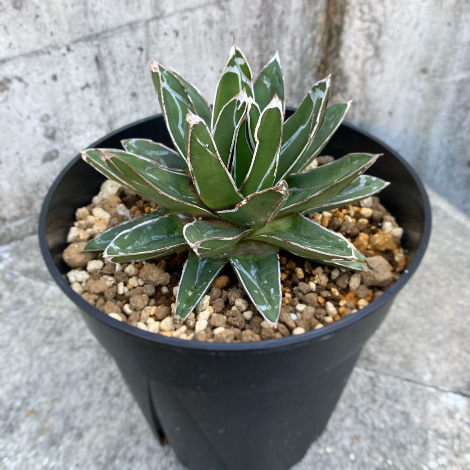 アガベ 笹の雪 大株 発根済み 子株付き 【公式通販】