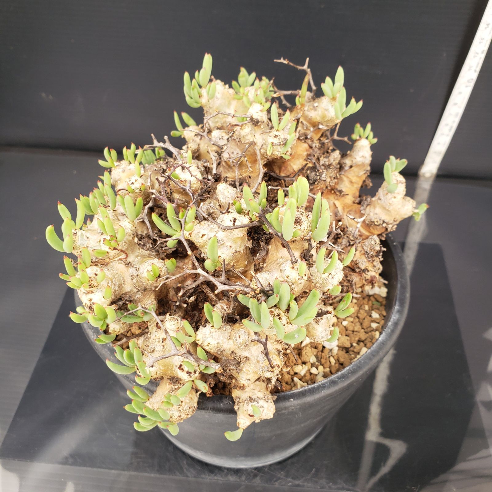実生塊根！　万物想　チレコドン　多肉植物　塊根植物　レティキュラータス P396【自社養生株】チレコドン レティキュラータス 万物想(L