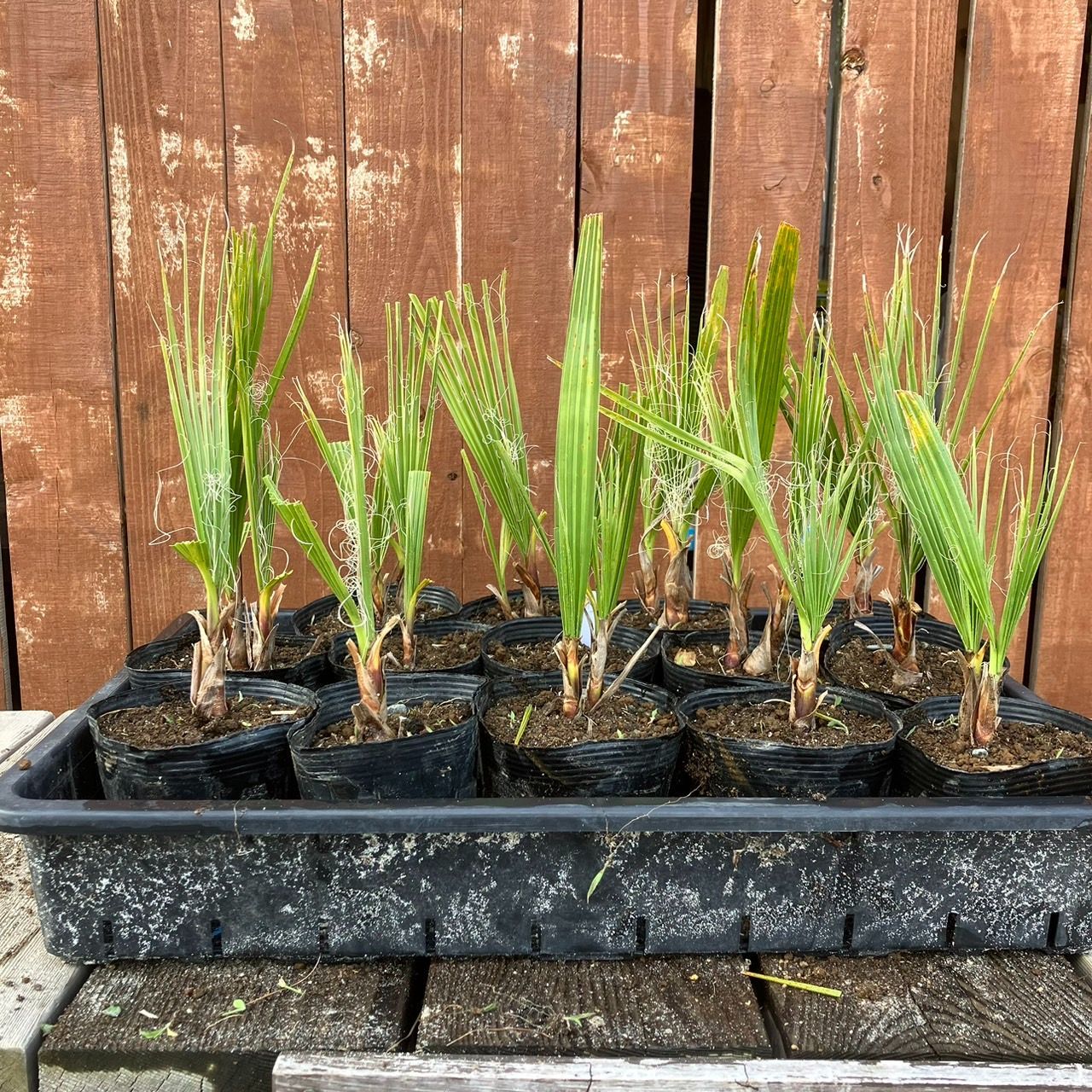 抜き苗】2本 ワシントンヤシ ワシントニア フィリフェラ Washingtonia 