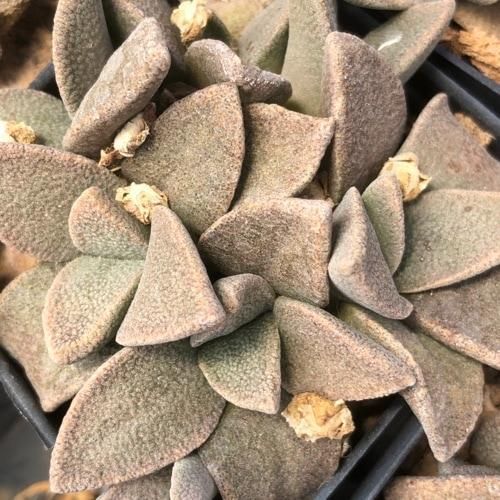 アロイノプシス 種子３５種類