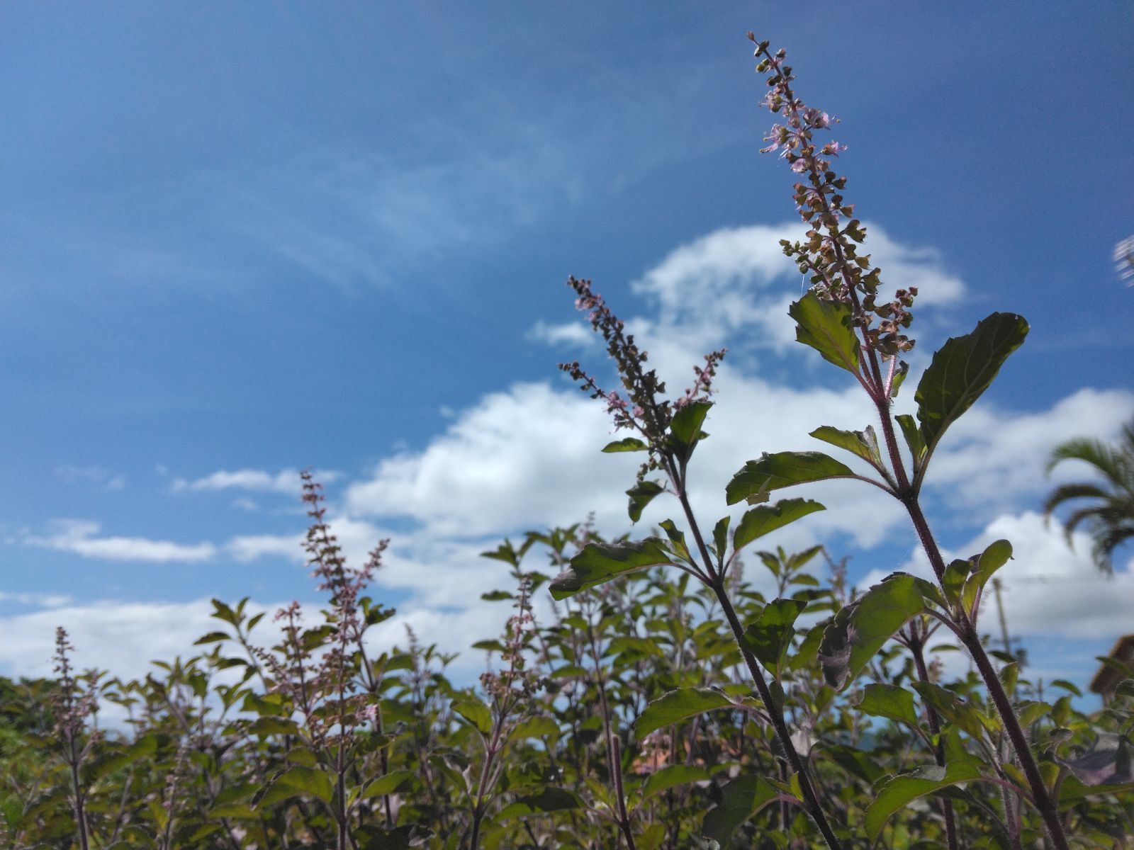 ★お試しください8月収穫の花★石垣島から身体に優しいクリシュナトゥルシー花のハーブティを紹介します★