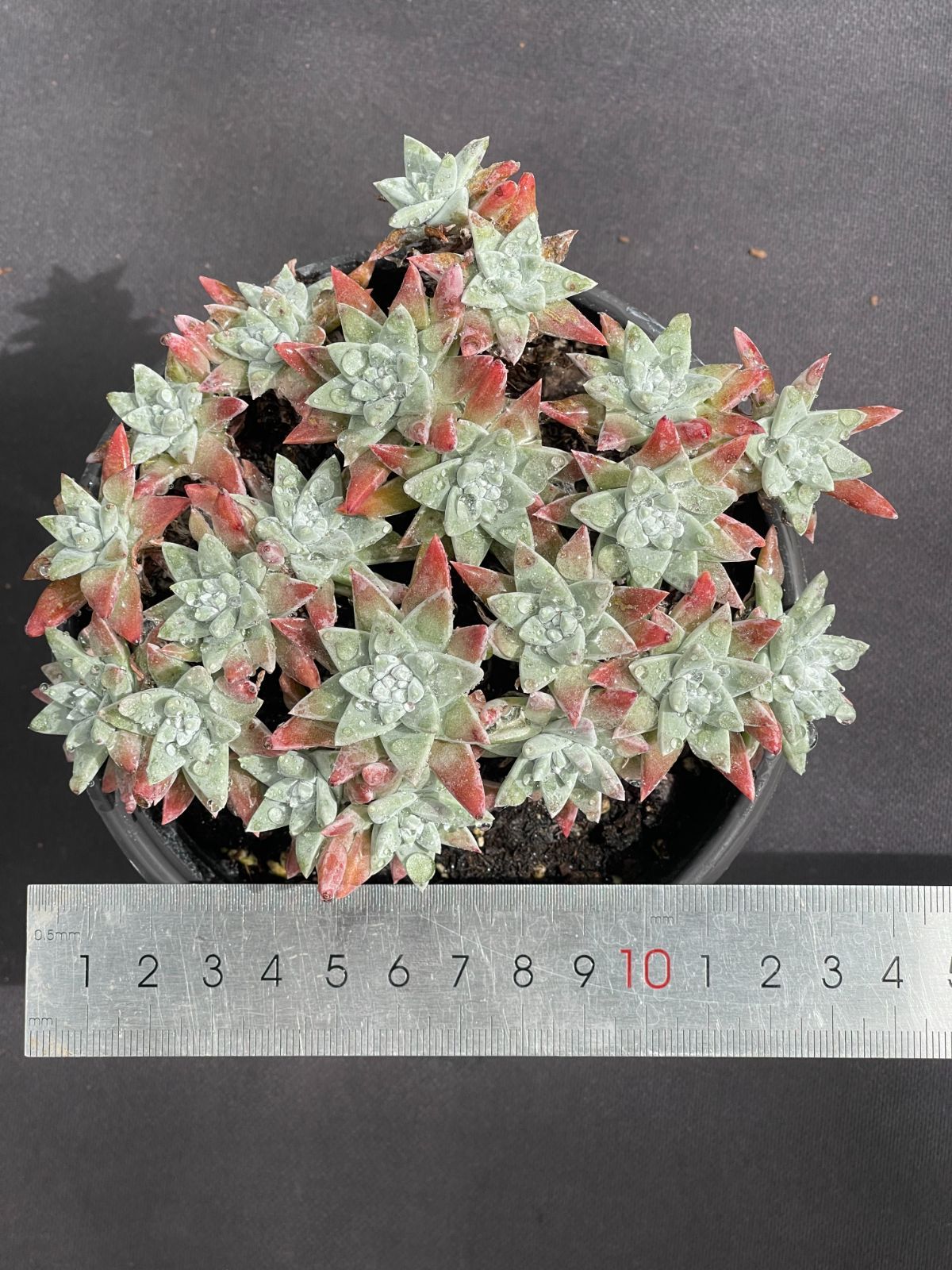 多肉植物　白菊　ダドレア　グノマ　Dudleya gnoma 1株 抜き苗 ダドレア グノマ Dudleya gnoma | PUKUBOOK SUCCULENTS