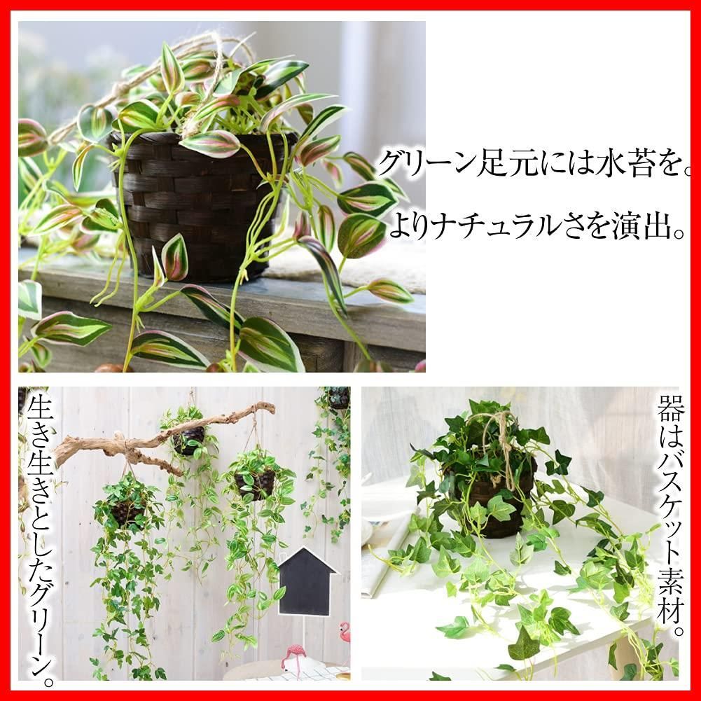 壁掛け 観葉植物