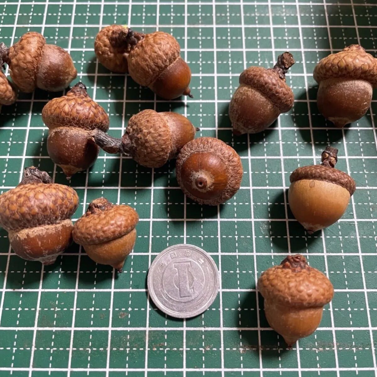 どんぐり レッドオーク 赤柏 赤ちゃん 3つ子 18組 どんぐり レッドオーク 赤柏 赤ちゃん 3つ子 18組