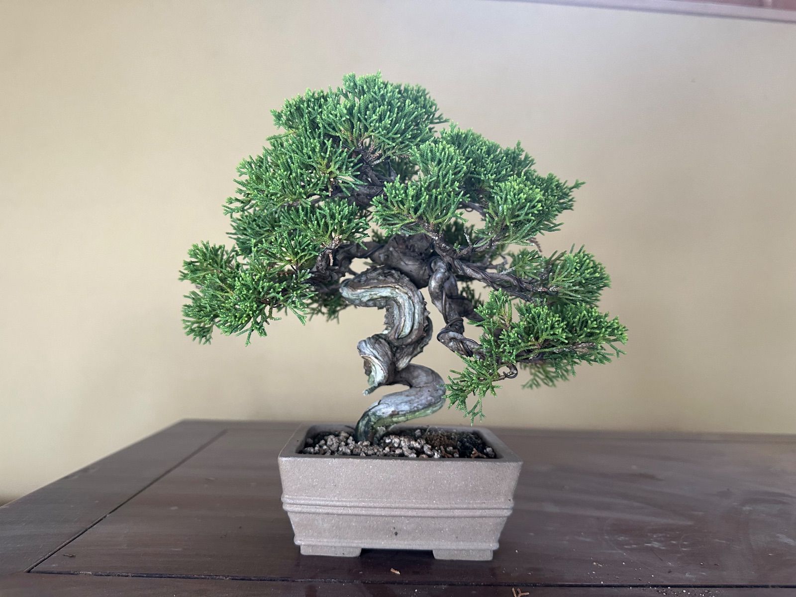 糸魚川真柏　模様木 糸魚川真柏】 お洒落な文人木👍‼️