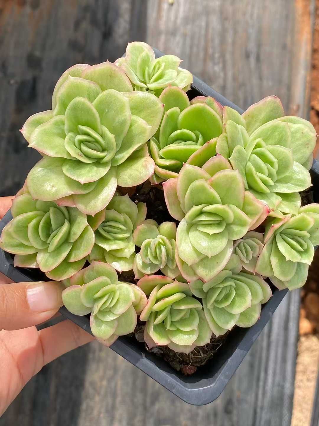 12株の抜き苗セット アイスローズ 多肉植物 佐川急便発送 エケベリア 韓国苗 QS1193