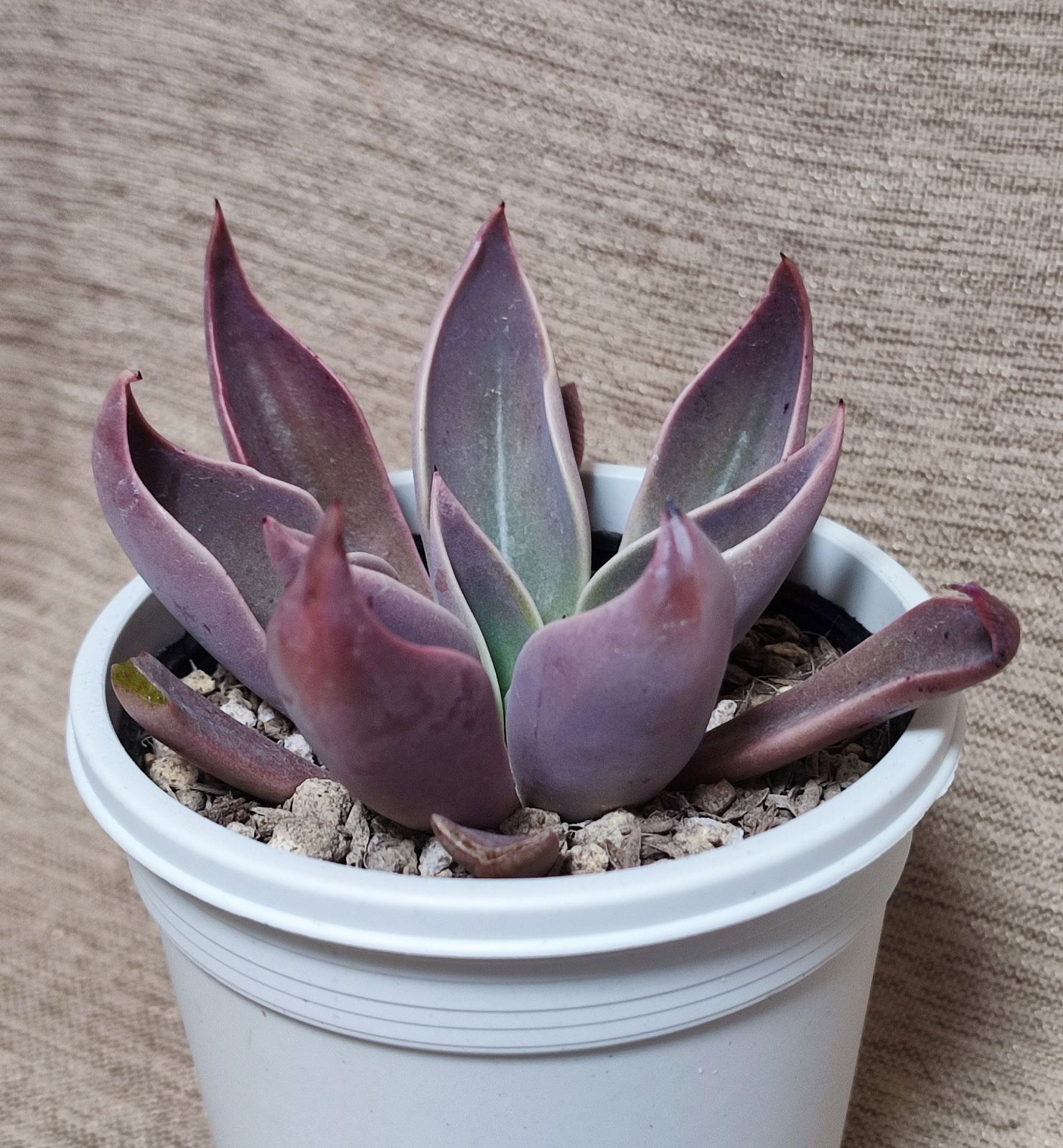 *ぷーさん* エケベリア ケーレス 原種 実生苗 9苗セット ぷーさん* エケベリア ケーレス 原種 実生苗 9苗セット ぷーさん