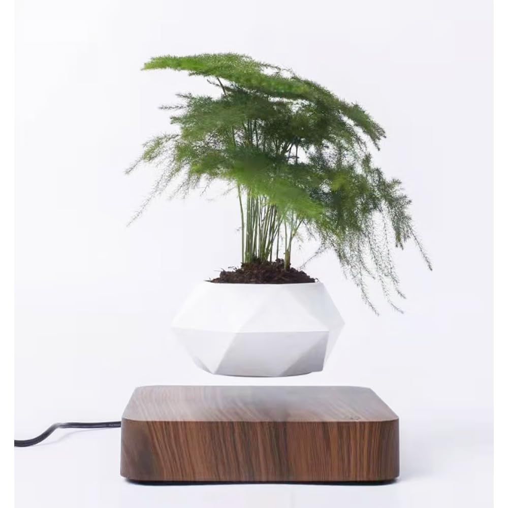 プランター 観葉植物