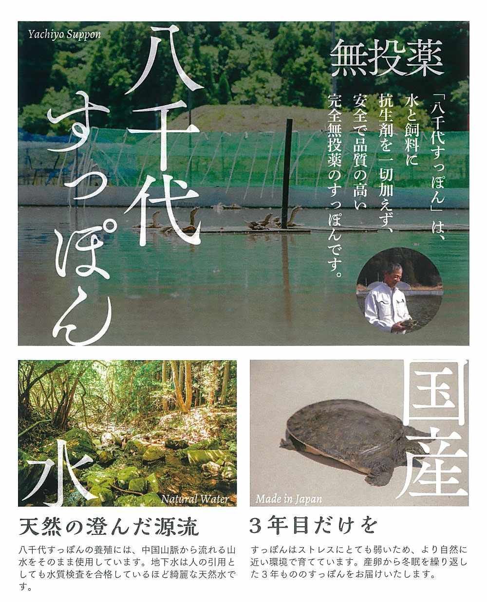 冷凍 すっぽん料理