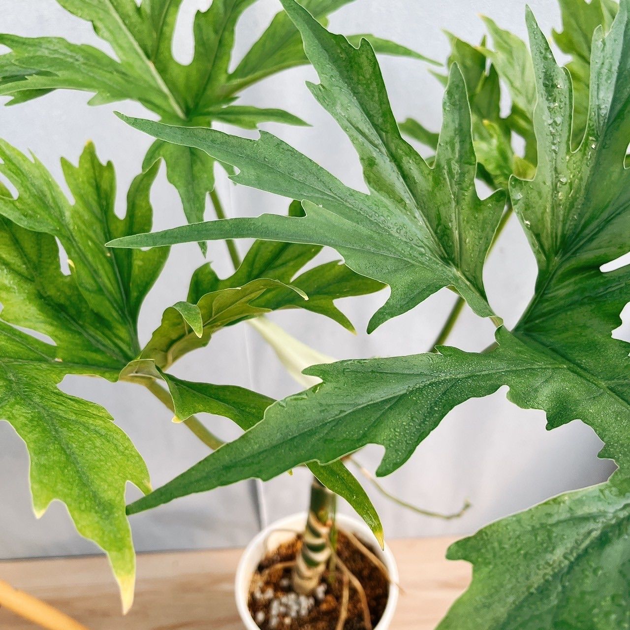 在庫］【希少】☆珍しい☆ フィロデンドロン ワルセウィッチー 8号