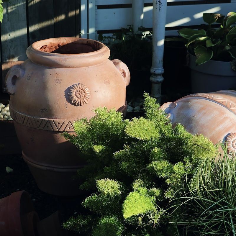 多肉植物 寄せ植え