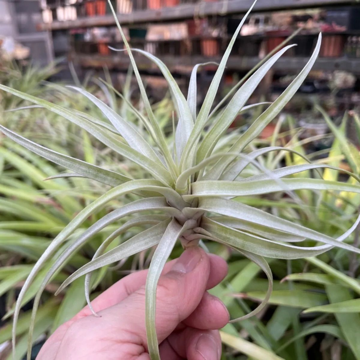チランジア セクンダ ビビパラ Tillandsia secunda v. Major